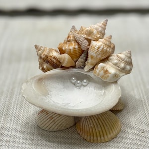Seashell Jewelry Holder