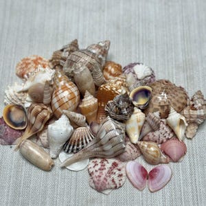 May include: A collection of various seashells in shades of tan, brown, white, and pink. The shells vary in size and shape, including spiral, conical, and fan-shaped designs. Some shells have striped patterns.