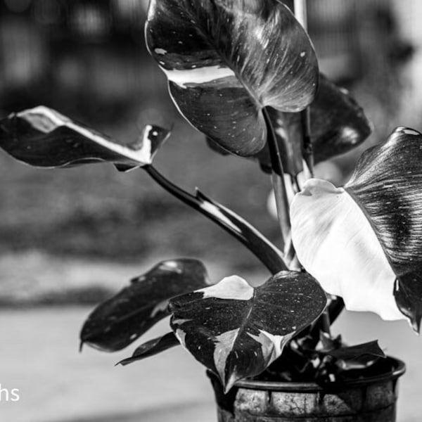 philodendron white knight photograph