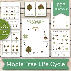 May include: Educational printable showing the maple tree life cycle, with diagrams of the seed, seedling, adult tree, and flowers. The image includes the text "36 pages" and "17 activities". The title "Maple Tree Life Cycle" is displayed at the bottom.