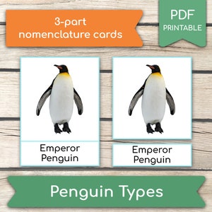 Tipos de pingüinos • 12 tarjetas Montessori de tipos de pingüinos, tarjetas de 3 partes, tarjetas flash de nomenclatura, actividad de aprendizaje en el hogar, tarjetas imprimibles en PDF