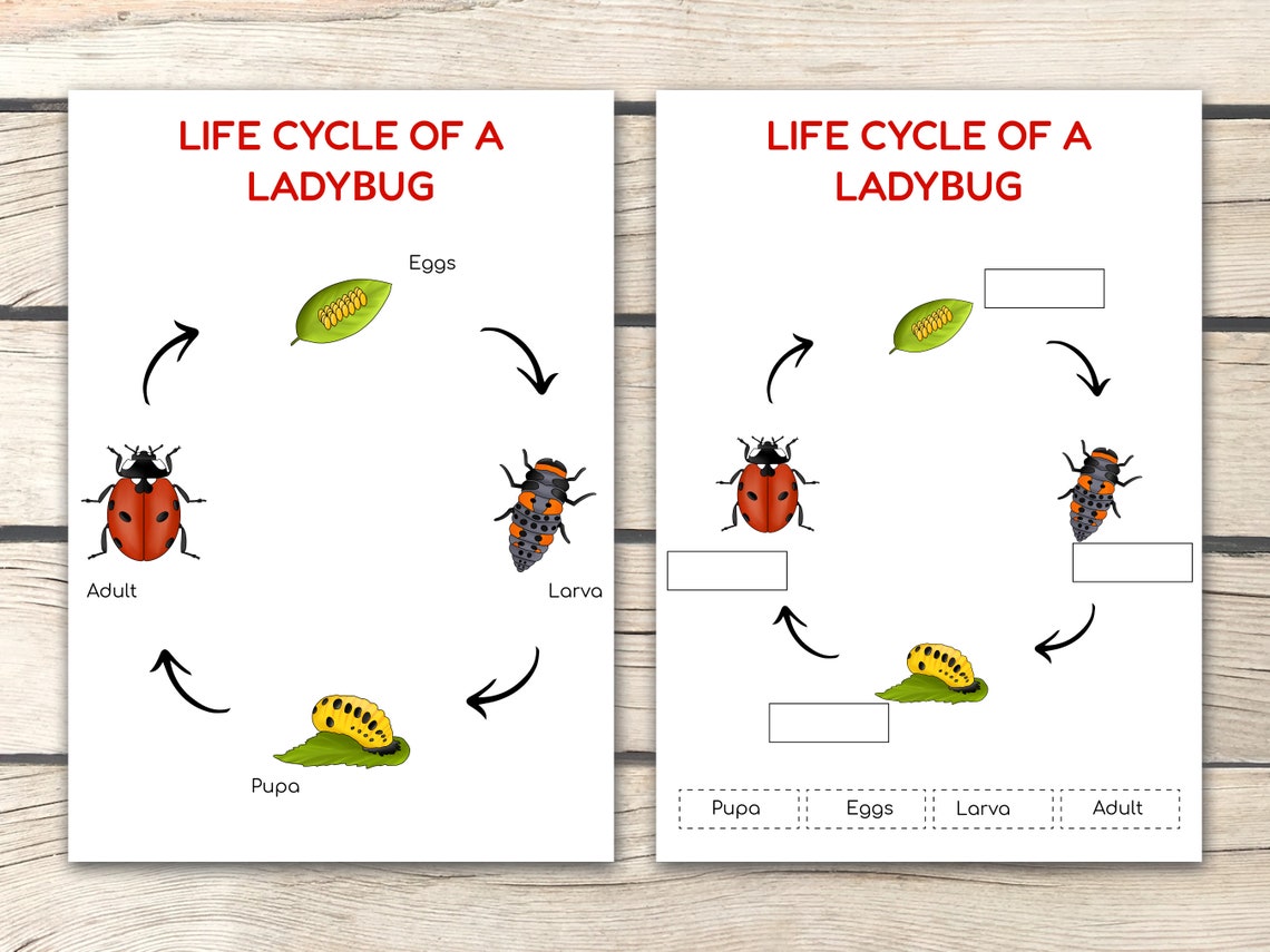 Ladybug Life Cycle Activity Bundle, Ladybug Activities, Learn Ladybug ...