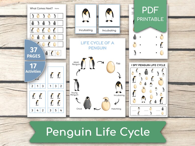 May include: A printable penguin life cycle activity pack with 37 pages and 17 activities. The pack includes a life cycle diagram with illustrations of a penguin egg, chick, young penguin, adult penguin, and incubating penguin. There are also several activity pages with images of penguins and eggs, and a 'What Comes Next?' activity. The text on the page reads 'What Comes Next?', 'Incubating', 'Life Cycle of a Penguin', 'Adult Penguin', 'Egg', 'Young Penguin', 'Incubating', 'Chick', 'Hatching', 'I Spy Penguin Life Cycle', '37 Pages', '17 Activities', and 'PDF Printable'.