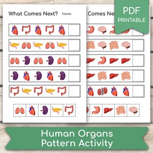May include: Printable worksheet for kids to learn about human organs. The worksheet features a pattern of different organs, such as the heart, lungs, brain, stomach, liver, kidneys, and intestines. The child must identify the next organ in the pattern.