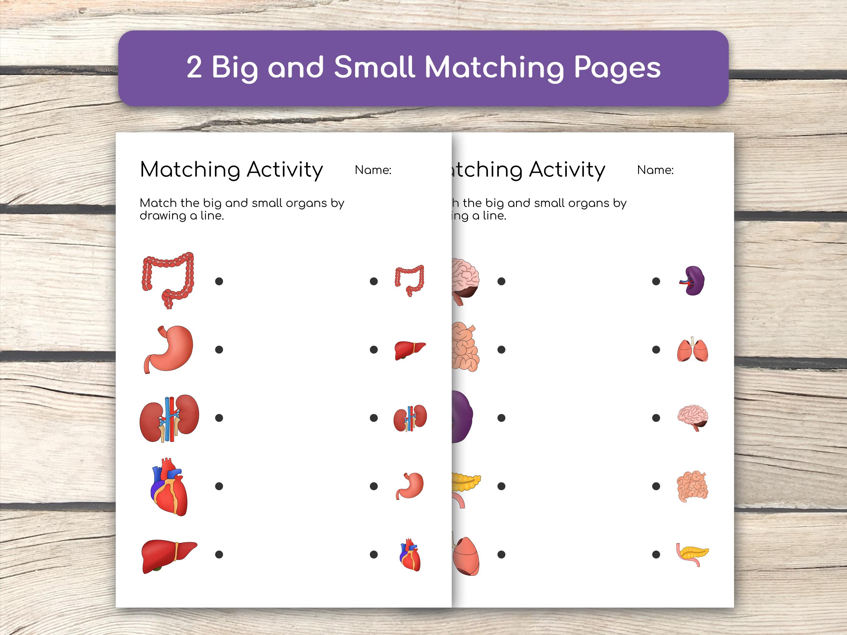 Human Organs Matching Activity: Preschool Learning Worksheet (PDF ...