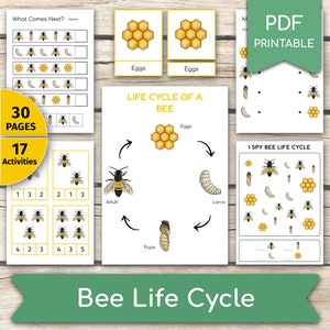 Bijenlevenscyclusactiviteitenbundel, bijactiviteiten, bijen leren, studiehulpmiddelen bijeneenheid, bijenlevenscyclusactiviteitenset, printables levenscyclus