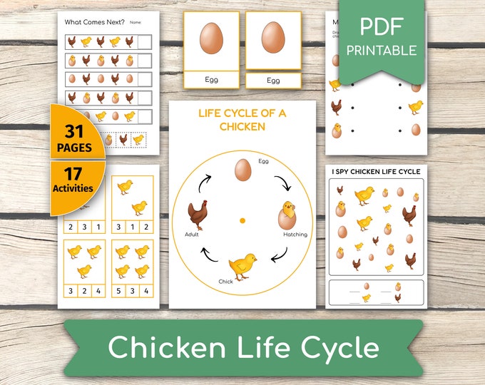Foldable Chicken Life Cycle Learning Activity for Kids | A4 and 11x8.5 ...