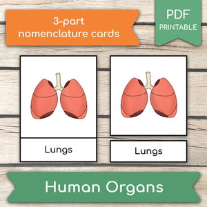 Human Organs Montessori Cards: 3-Part Nomenclature Flashcards (PDF Printable)