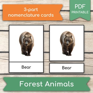 10 Tarjetas Montessori de Animales del Bosque (Fotos Reales), Tarjetas de Animales, Tarjetas de 3 Partes, FlashCards de Nomenclatura, Aprender Animales del Bosque