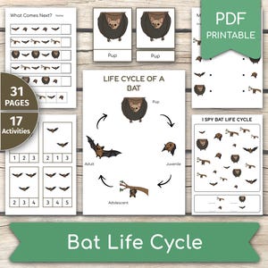May include: Educational printable featuring a bat life cycle diagram, "What Comes Next?" and "I Spy" activities. Includes 31 pages and 17 activities. The title "Bat Life Cycle" is displayed on a green banner. The PDF printable is designed for educational purposes.