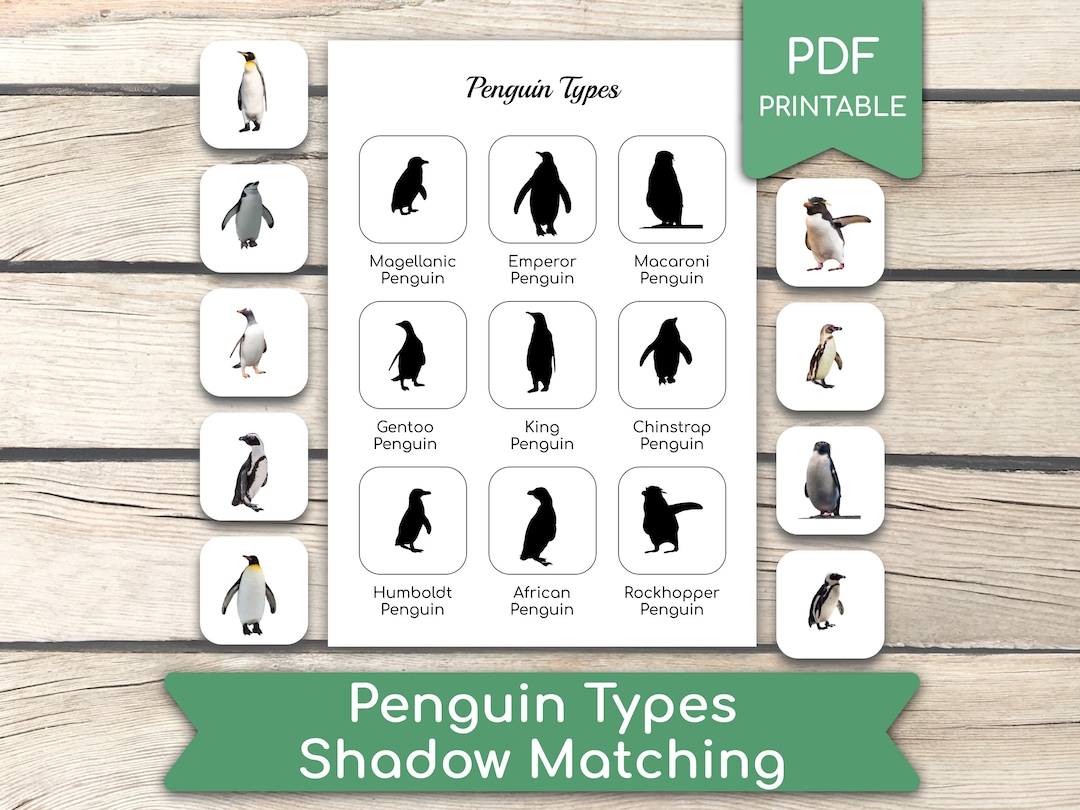Penguin Types Shadow Matching Game, Penguin Types Worksheet, Matching ...