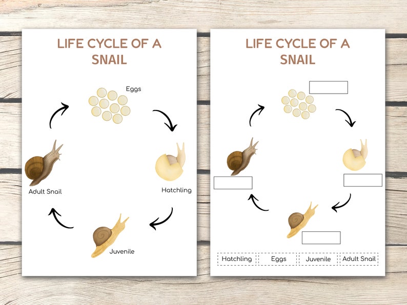 Snail Life Cycle Activity Bundle Snail Activities Learn Etsy UK