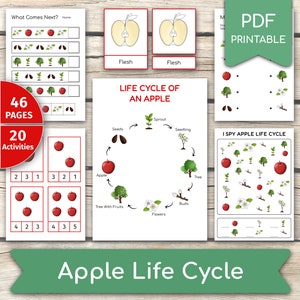 Apple Life Cycle Activity Bundle, Apple Activities, Parts Of An Apple, Apple Unit Study Resources, Apple Activity Set, Life Cycle Printables