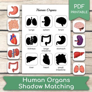Human Organs Shadow Matching Game, Organs Worksheet, Matching Activity ...