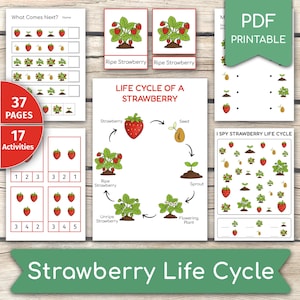 May include: Educational printable PDF featuring a strawberry life cycle diagram and activities. Includes pages with "What Comes Next?" and "I Spy Strawberry Life Cycle" games. The image shows a red and green color scheme with the text "Strawberry Life Cycle".