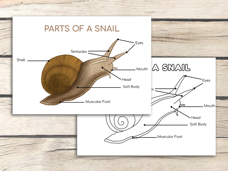 Snail Life Cycle Activity Bundle Snail Activities Learn Etsy UK