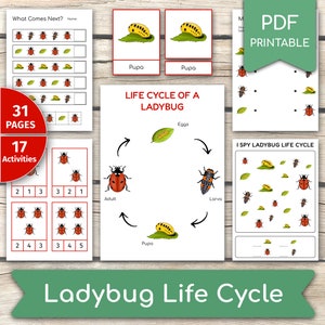 Lot d'activités sur le cycle de vie des coccinelles, Activités pour les coccinelles, Apprendre la coccinelle, Étude d'unités coccinelles, Ensemble d'activités pour les coccinelles, Documents à imprimer sur le cycle de vie