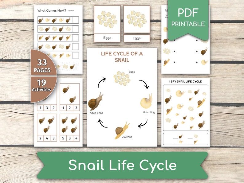 Snail Life Cycle Activity Bundle Snail Activities Learn Etsy UK