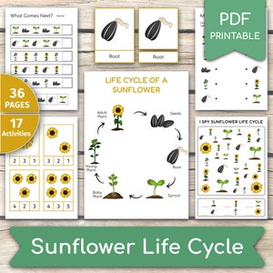 Sunflower Life Cycle Activity Bundle, Sunflower Activities, Learn Sunflower, Sunflower Unit Study, Sunflower Set, Life Cycle Printables