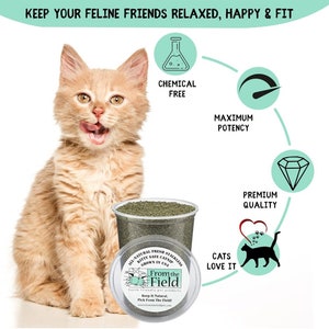 Pode incluir: Um recipiente de pl&aacute;stico transparente cheio de erva-gateira verde. O recipiente tem um r&oacute;tulo que diz "All-Natural Fresh Stainless Kitty Safe Catnip Grown in USA From the Field Earth Friendly Pet Products Keep It Natural, Pick From The Field! www.FromTheFieldPet.com". O recipiente est&aacute; sentado em uma superf&iacute;cie branca ao lado de um lindo gatinho tabby laranja.