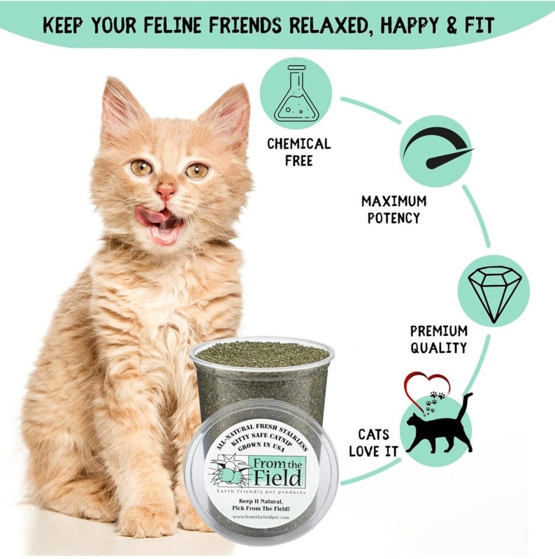 Pode incluir: Um recipiente de pl&aacute;stico transparente cheio de erva-gateira verde. O recipiente tem um r&oacute;tulo que diz "All-Natural Fresh Stainless Kitty Safe Catnip Grown in USA From the Field Earth Friendly Pet Products Keep It Natural, Pick From The Field! www.FromTheFieldPet.com". O recipiente est&aacute; sentado em uma superf&iacute;cie branca ao lado de um lindo gatinho tabby laranja.