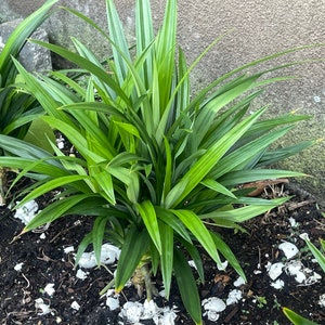 Pandan Plant | Lá dứa | 班兰叶 image 2