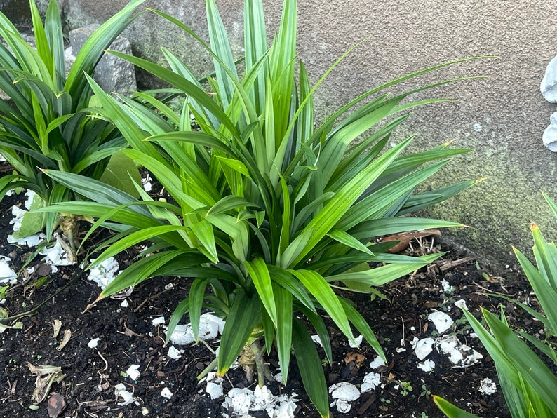 Pandan Plant | Lá dứa | 班兰叶 image 2