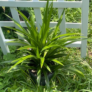 Pandan Plant | Lá dứa | 班兰叶