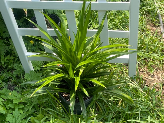 Pandan Plant | Lá dứa | 班兰叶