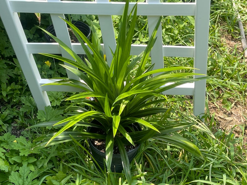 May include: A vibrant green pandan plant with long, slender, pointed leaves growing in a black plastic nursery pot. The plant features a dense, upright cluster of foliage with a glossy texture, showcasing multiple layers of sharp, sword-like leaves.