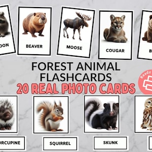 Forest Animal Flashcards - Real Pictures Woodland Creatures 3 Part Cards - Toddler, Preschool, Kindergarten, Montessori - Printable Download