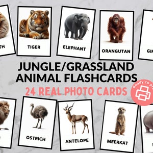 May include: A set of 24 printable flashcards featuring jungle and grassland animals. The cards feature real photos of animals like a sloth, tiger, elephant, orangutan, giraffe, lion, ostrich, antelope, meerkat, and hippo.