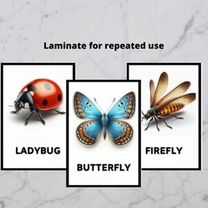 Bug Flashcards - Montessori 3- Part Cards - Nomenclature Cards ...