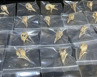 This a lot of 25 Eurasian dove skulls.