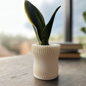 May include: A small, white, textured ceramic planter with a green and yellow snake plant growing inside.