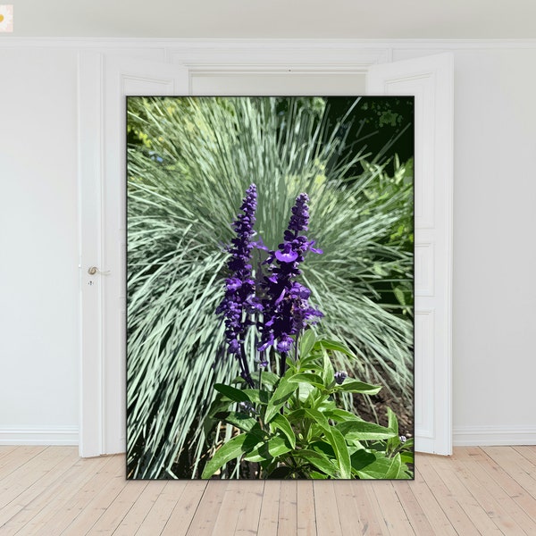 Blue salvia so serene nestled in ornamental grass, blue purple flowers, floral garden wall decor, digital print, wall art, poster, canvas