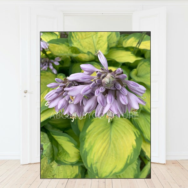 Stain Glass Hosta purple bloom, purple florals, hostas, wall decor, wall art, digital prints, poster, canvas