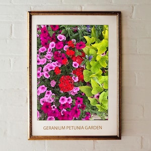 Puede incluir: Una impresión enmarcada de un arreglo floral colorido con petunias y geranios rosas, rojos y morados. El texto "GERANIUM PETUNIA GARDEN" está impreso debajo de la imagen.
