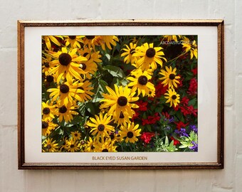 Black-Eyed Susan Daisy Garden Art Print: Cottage Floral Photo (Digital Download)