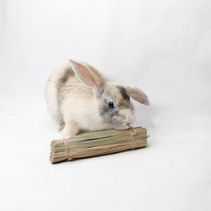 Grass Bundle, natrual grass chew sticks for bunny rabbit, chinchilla, small animals