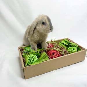 Foraging Toy -  toy for bunny rabbit, chinchilla, small animals