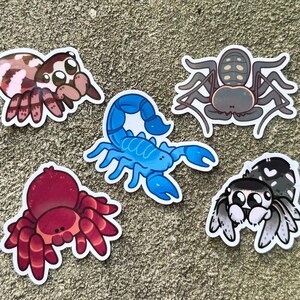 jumping spider stickers!! water resistant regal + zebra jumpers image 8