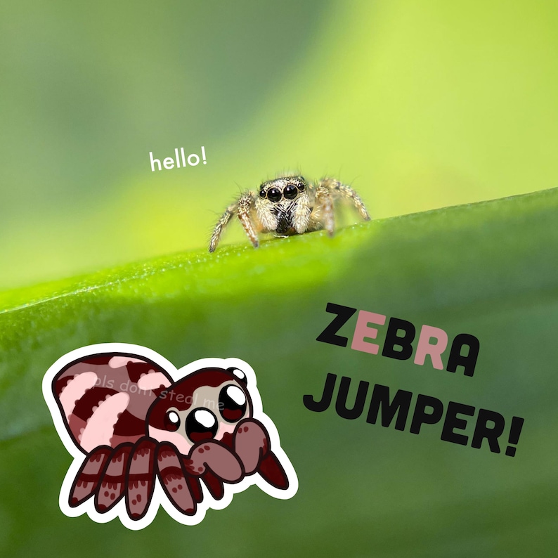 May include: A cartoon illustration of a zebra jumper spider with black and white stripes and pink accents. The spider is on a green leaf with the text "hello!" above it. The text "ZEBRA JUMPER!" is below the spider.