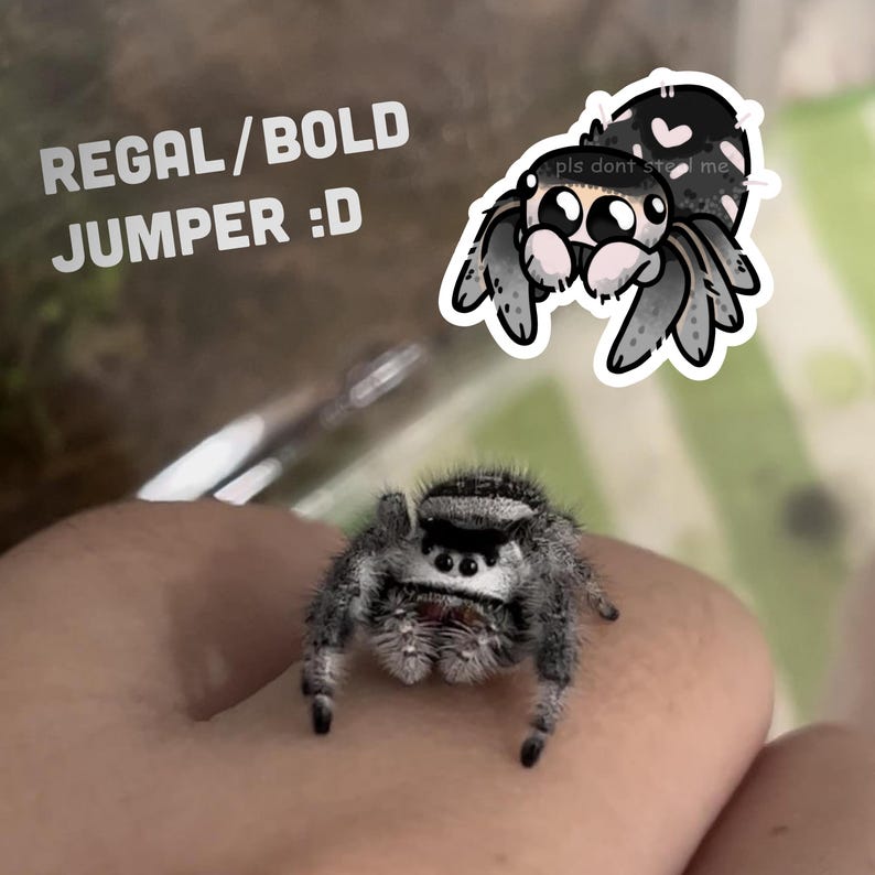 May include: A close-up of a black and white jumping spider with large eyes. The spider is sitting on a person's finger. The text "REGAL/BOLD JUMPER :D" is written above the spider. A cartoon jumping spider with pink accents and the text "pls dont steal me" is in the top right corner of the image.