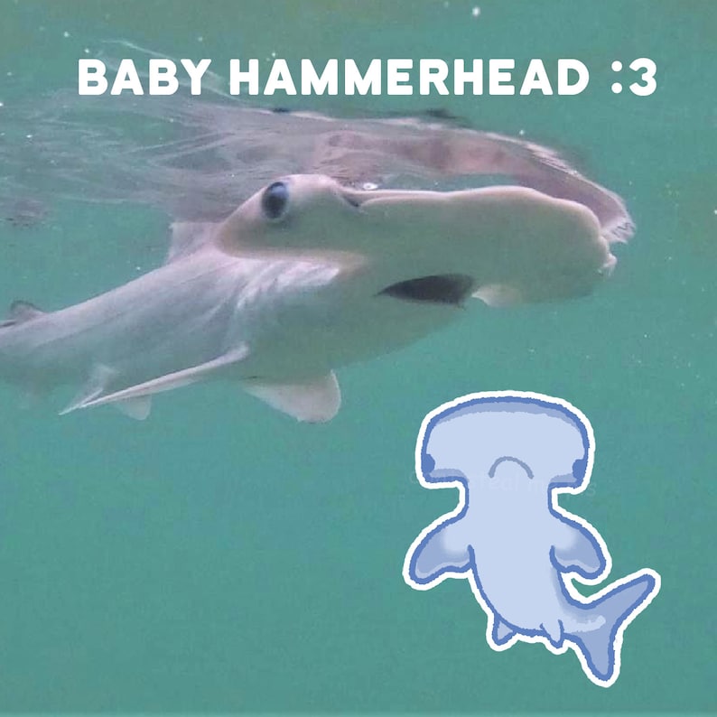 May include: A baby hammerhead shark swims in turquoise water. A cartoon hammerhead shark is drawn in the lower right corner of the image. The text "BABY HAMMERHEAD :3" is at the top of the image.