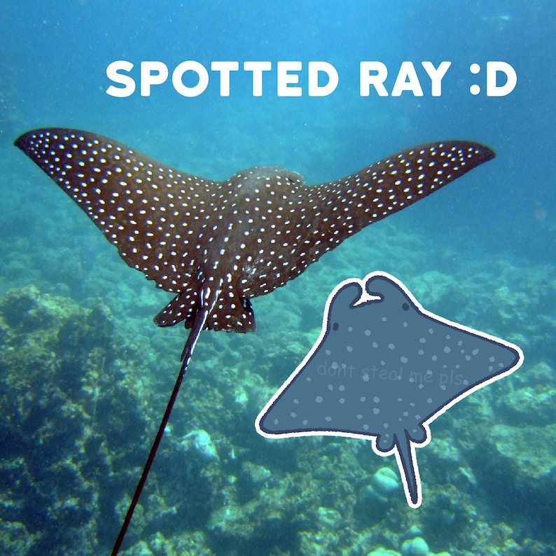 May include: A spotted ray with a long tail swims in the ocean. The ray is brown with white spots. The text "SPOTTED RAY :D" is written above the ray. A cartoon drawing of a spotted ray is in the lower right corner of the image. The cartoon ray is blue with white spots and says "don't steal me pls".