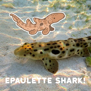 May include: A brown and white epaulette shark with black spots swimming in shallow water. The shark is in the foreground of the image, and the sandy bottom of the ocean is visible in the background. The text "EPAULETTE SHARK!" is written in white letters at the bottom of the image.