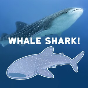 May include: A whale shark, a large fish with a spotted pattern, swims in the ocean. The text "WHALE SHARK!" is superimposed on the image.