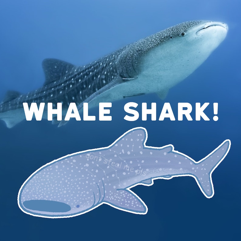 May include: A whale shark, a large fish with a spotted pattern, swims in the ocean. The text "WHALE SHARK!" is superimposed on the image.