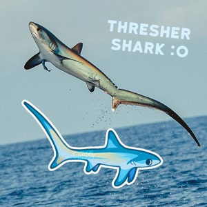 May include: A blue thresher shark with a long, thin tail swims through the water. The text "THRESHER SHARK :O" is written in white letters on a blue background.